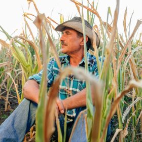 Desperate senior agricultor standing in drought-damaged corn crop.